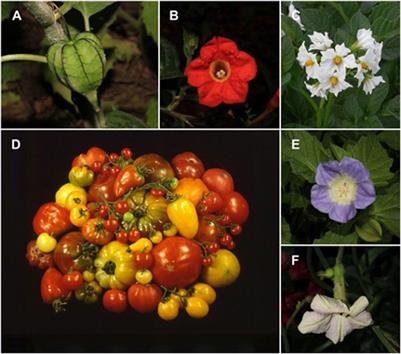 Editorial: Solanaceae VIII: biodiversity, climate change and breeding